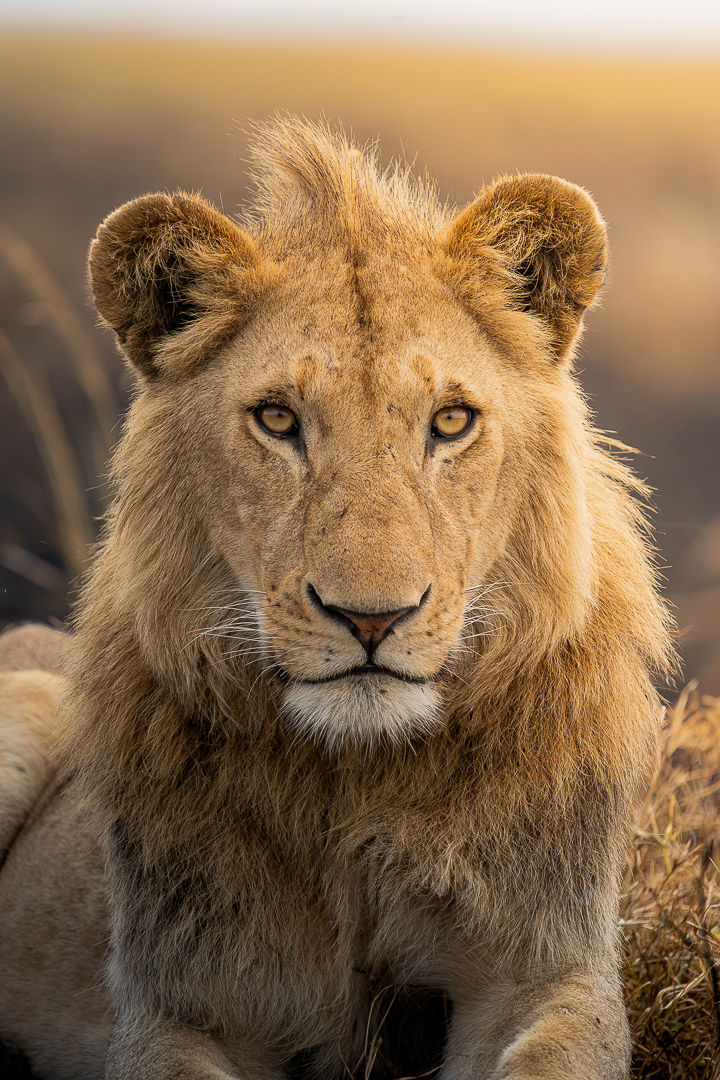 Kidong'oe — wildlife photograph by Miguel Bellido, part of The Breath of Africa