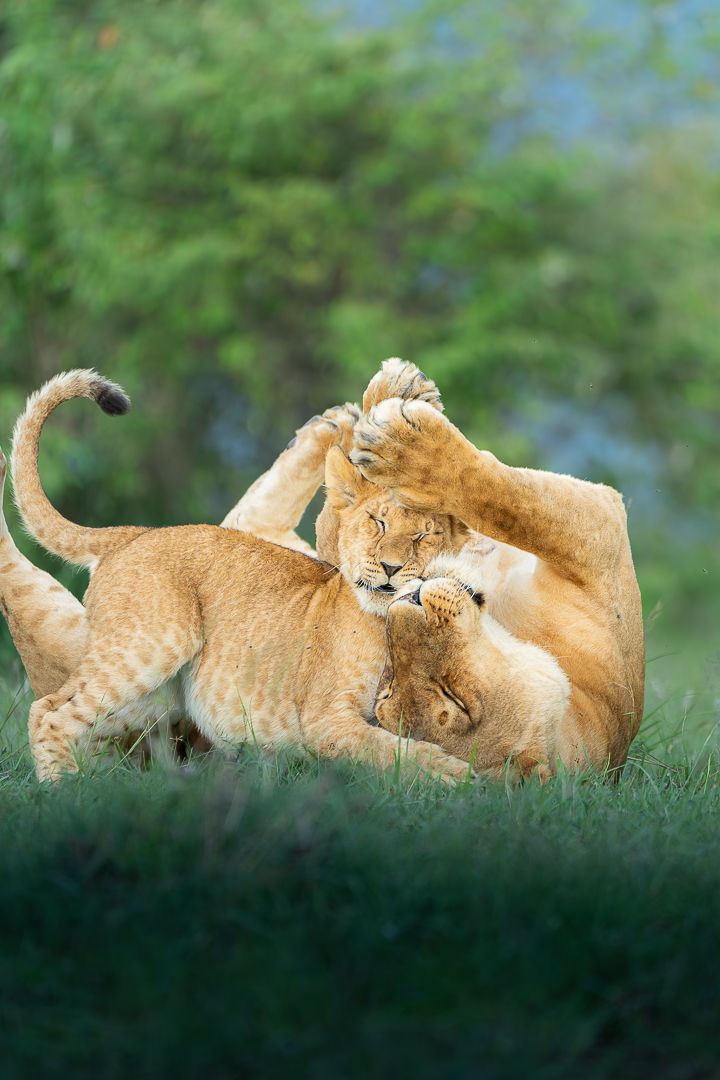 Learning To Be Wild — wildlife photograph by Miguel Bellido, part of The Breath of Africa