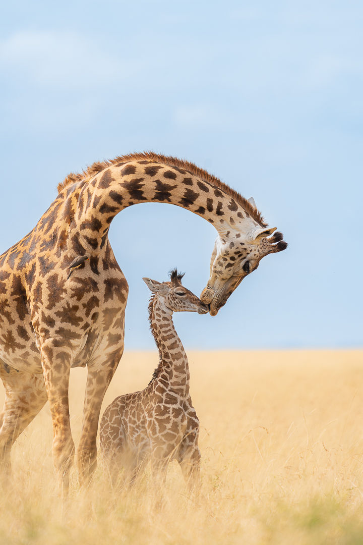 Mother's Love — wildlife photograph by Miguel Bellido, part of The Breath of Africa