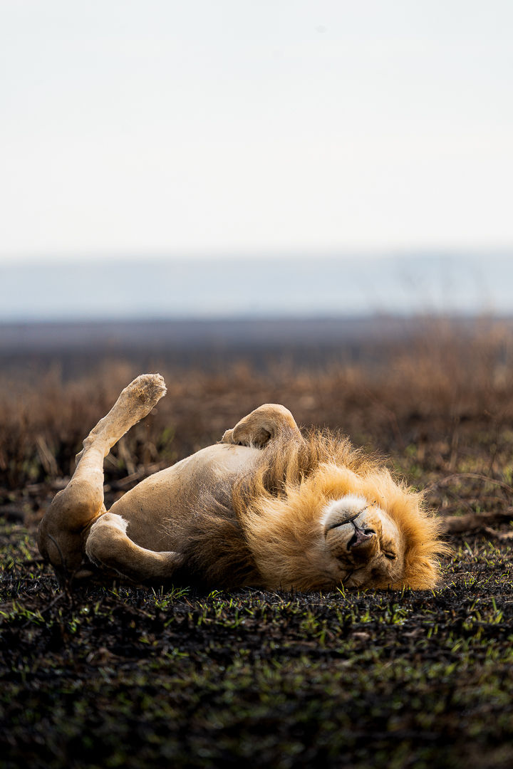 Nothing To Prove — wildlife photograph by Miguel Bellido, part of The Breath of Africa