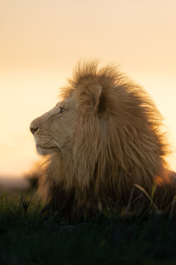 Oloimina, The King — wildlife photograph by Miguel Bellido, part of The Breath of Africa