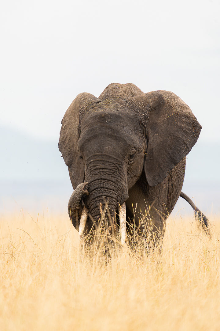 One With The Land — wildlife photograph by Miguel Bellido, part of The Breath of Africa