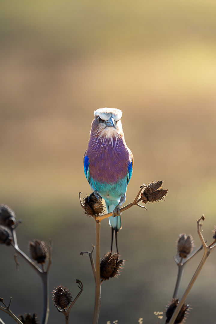Painted By Nature — wildlife photograph by Miguel Bellido, part of The Breath of Africa