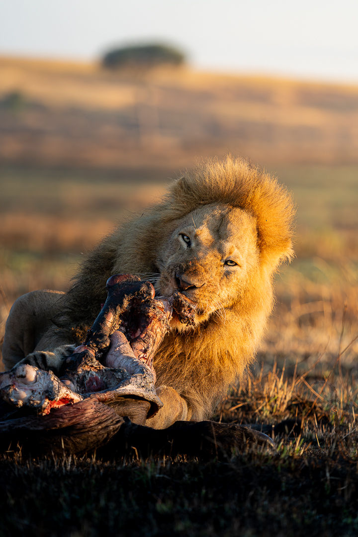 Primal — wildlife photograph by Miguel Bellido, part of The Breath of Africa