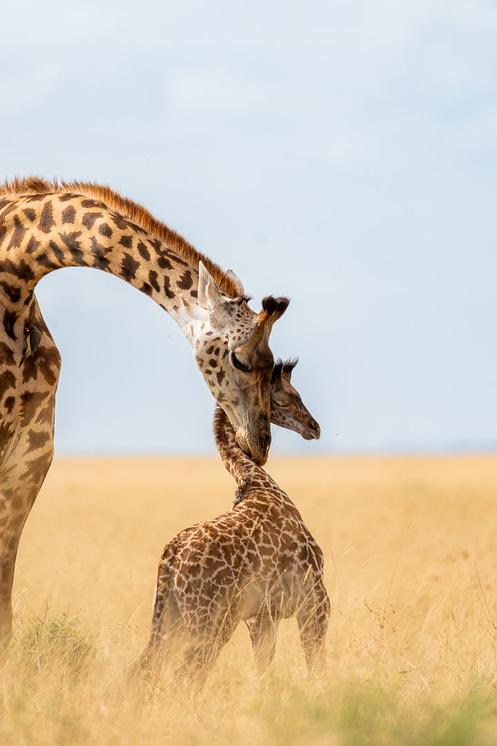 Safe Within — wildlife photograph by Miguel Bellido, part of The Breath of Africa