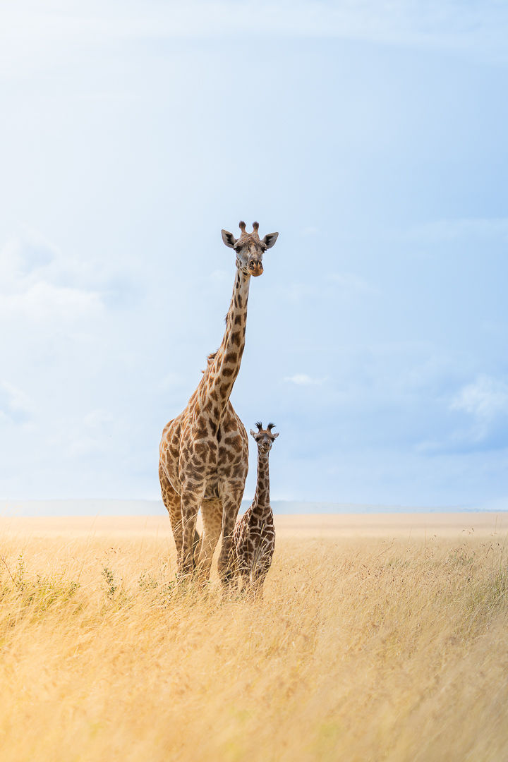Side By Side — wildlife photograph by Miguel Bellido, part of The Breath of Africa