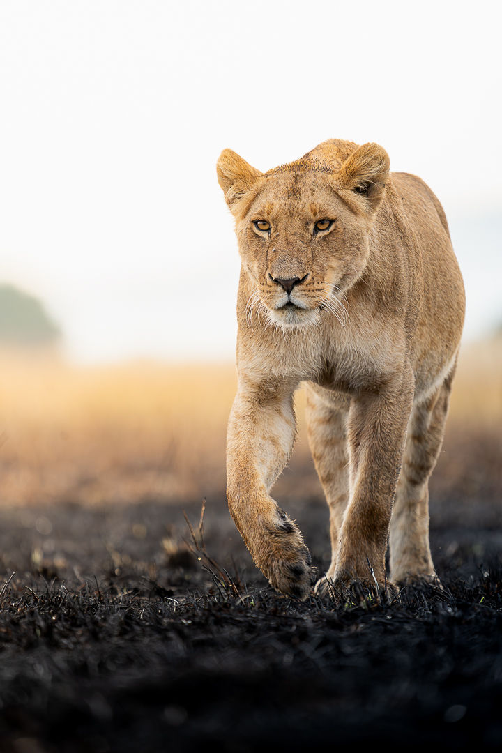Silent Confidence — wildlife photograph by Miguel Bellido, part of The Breath of Africa
