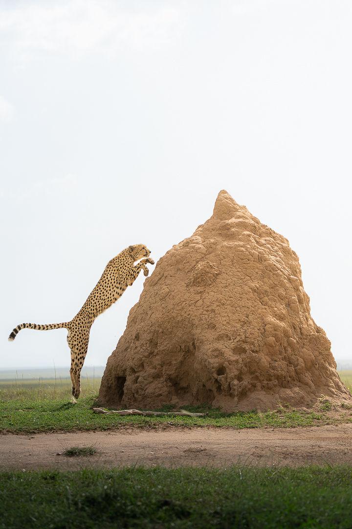 Sky Is The Limit — wildlife photograph by Miguel Bellido, part of The Breath of Africa