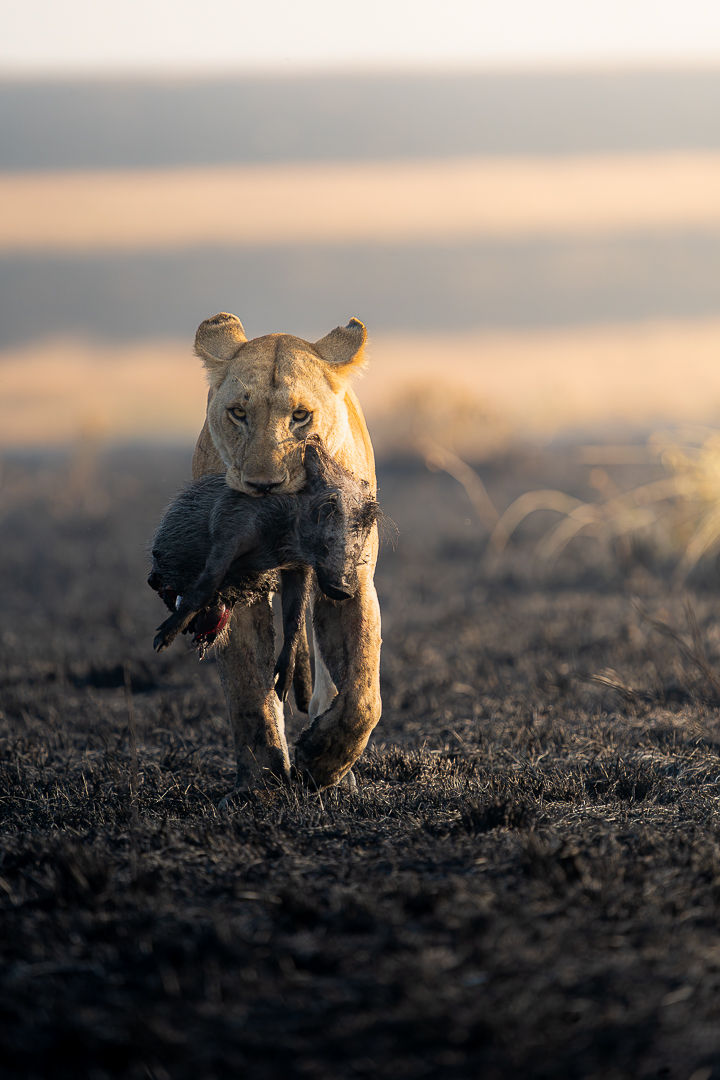 The Circle Of Life — wildlife photograph by Miguel Bellido, part of The Breath of Africa