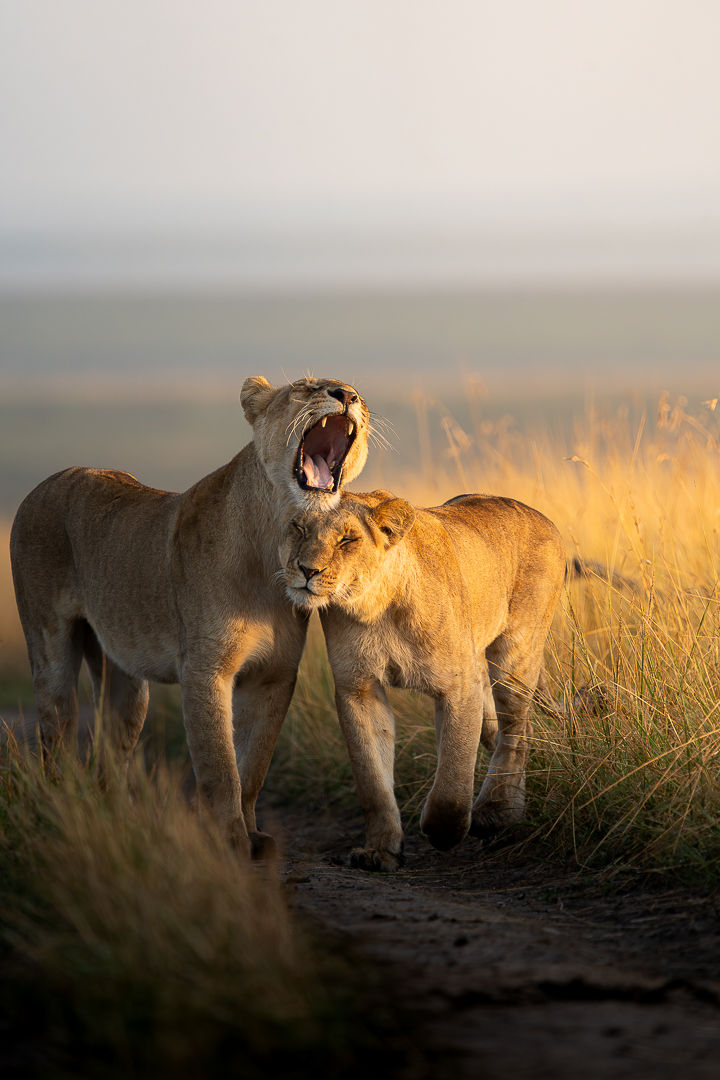 The First Breath — wildlife photograph by Miguel Bellido, part of The Breath of Africa