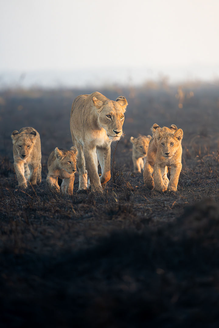 The Future Follows — wildlife photograph by Miguel Bellido, part of The Breath of Africa