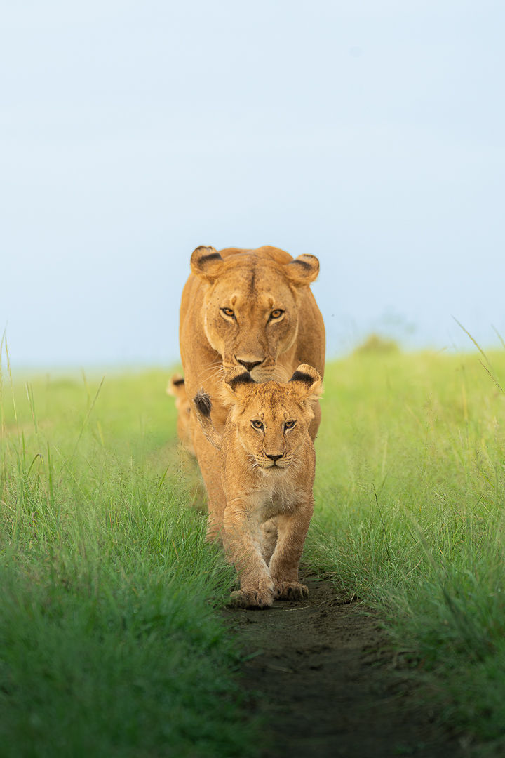 The Future Leads — wildlife photograph by Miguel Bellido, part of The Breath of Africa