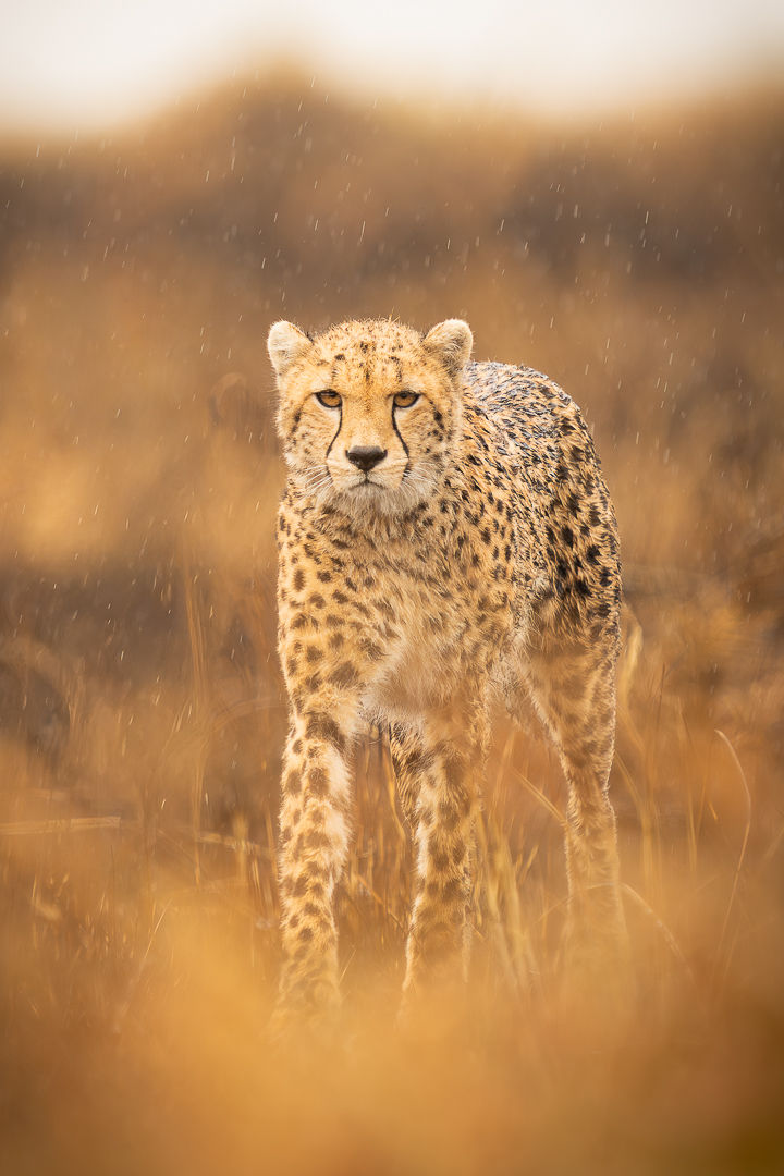 The Golden Gaze — wildlife photograph by Miguel Bellido, part of The Breath of Africa