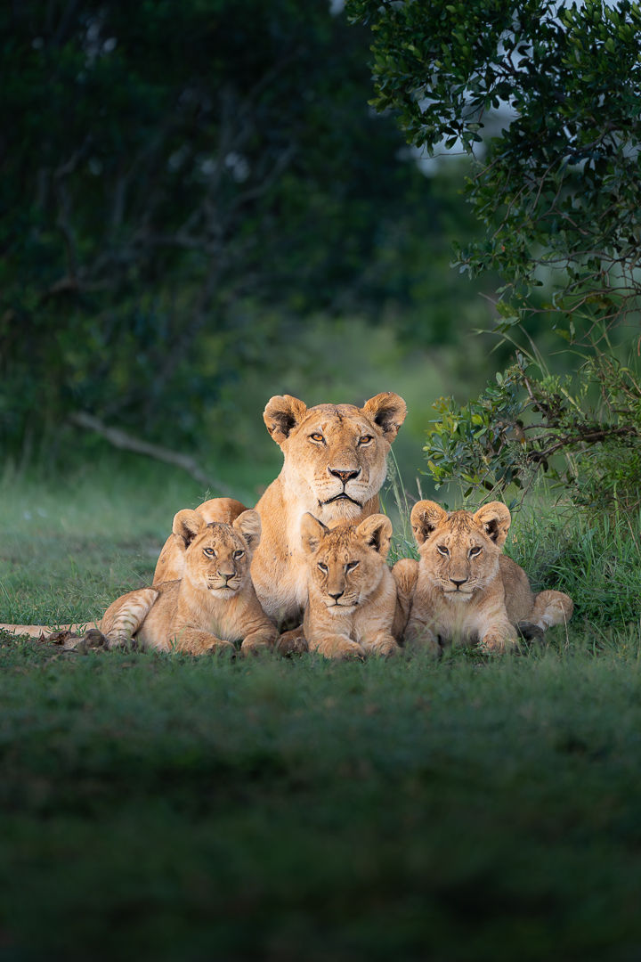 The Heart Of The Pride — wildlife photograph by Miguel Bellido, part of The Breath of Africa