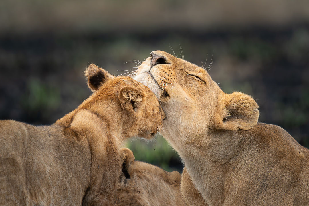 The Language Of Love — wildlife photograph by Miguel Bellido, part of The Breath of Africa