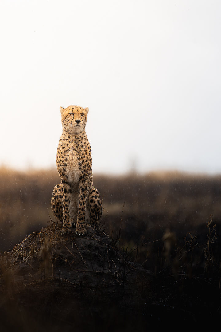 The Sentinel — wildlife photograph by Miguel Bellido, part of The Breath of Africa