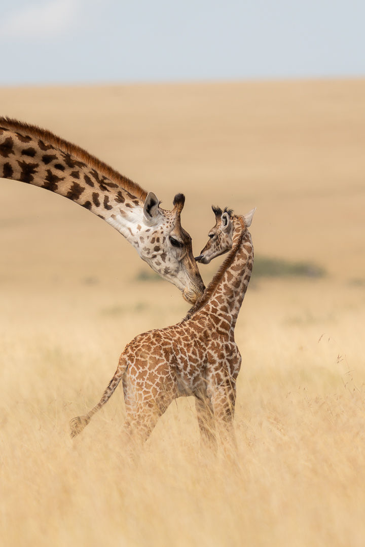 The Thread Between Us — wildlife photograph by Miguel Bellido, part of The Breath of Africa