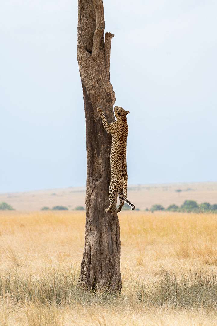 The Vertical Hunt — wildlife photograph by Miguel Bellido, part of The Breath of Africa