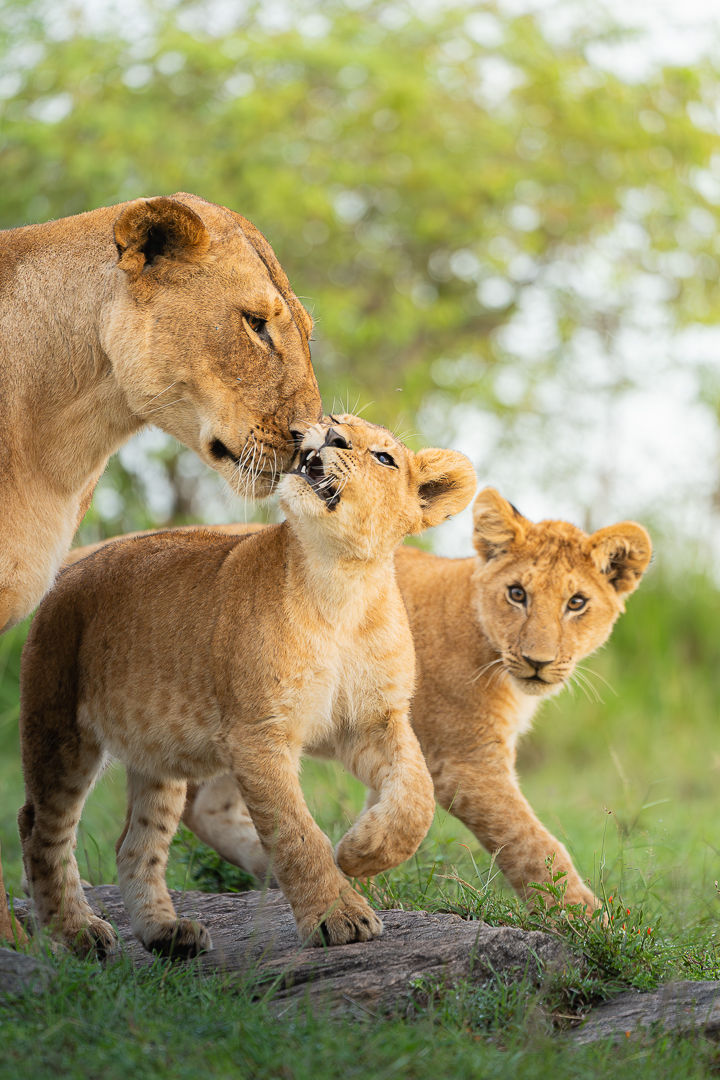 The World Can Wait — wildlife photograph by Miguel Bellido, part of The Breath of Africa
