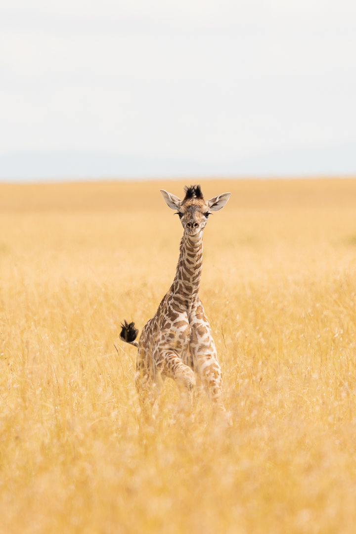 The World Is Yours — wildlife photograph by Miguel Bellido, part of The Breath of Africa