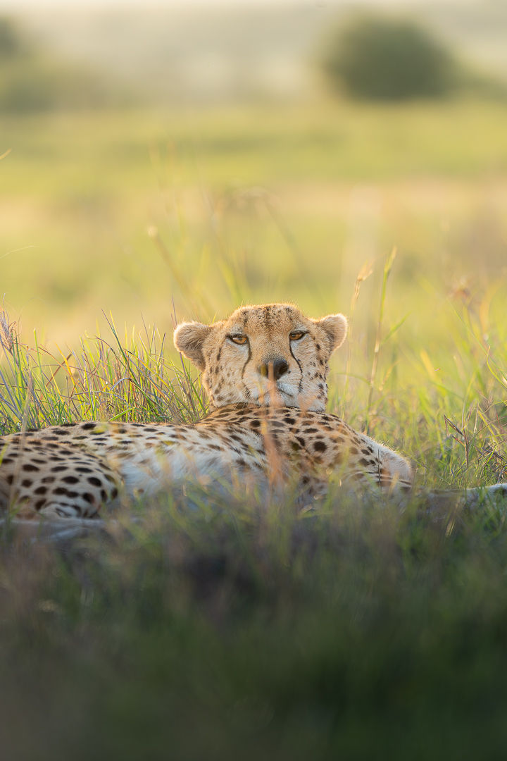 Unbothered — wildlife photograph by Miguel Bellido, part of The Breath of Africa