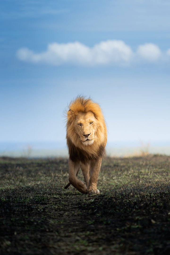 When Legends Walk — wildlife photograph by Miguel Bellido, part of The Breath of Africa