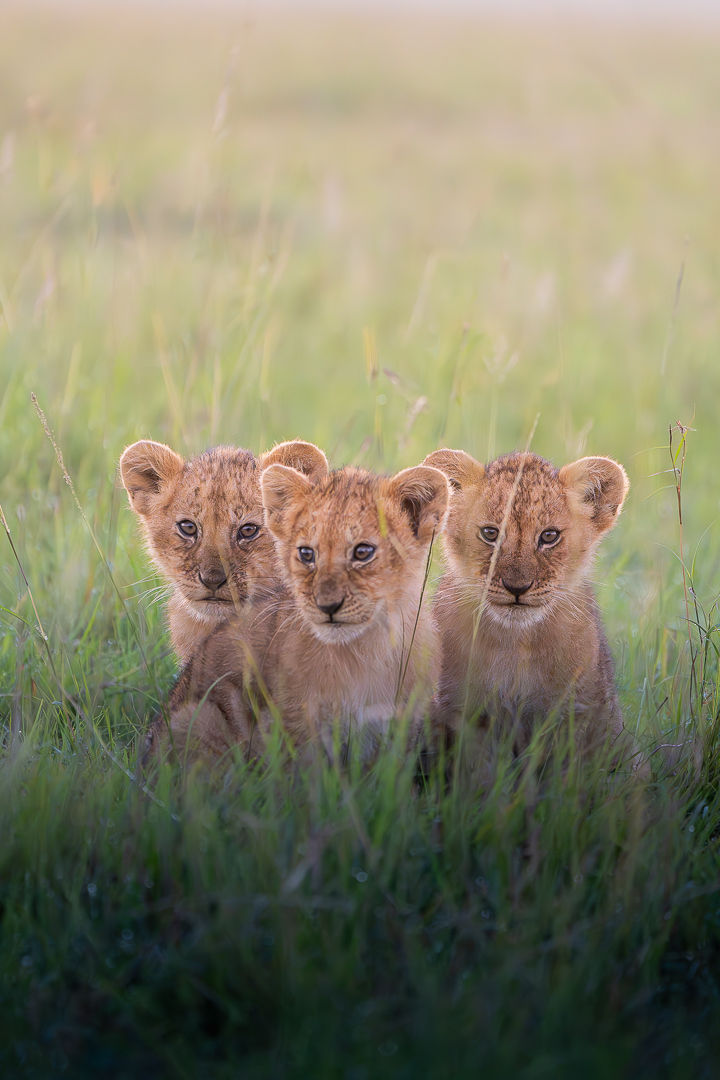 Where Legends Begin — wildlife photograph by Miguel Bellido, part of The Breath of Africa