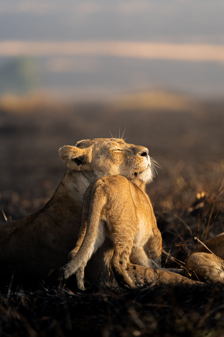 Where Love Rests — wildlife photograph by Miguel Bellido, part of The Breath of Africa