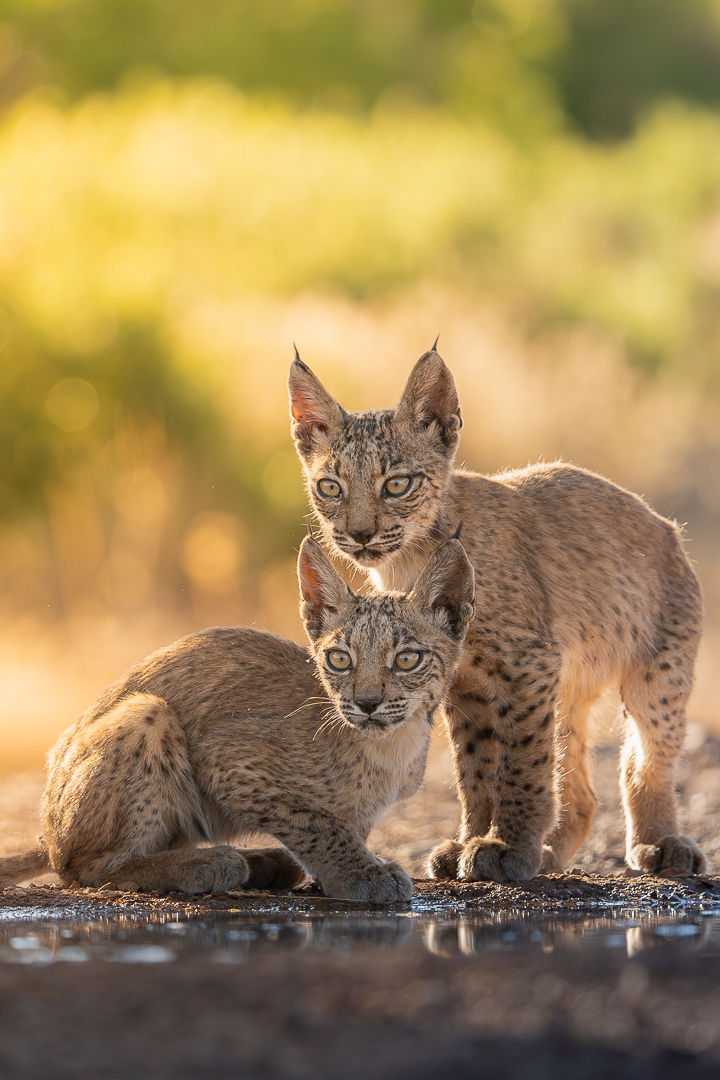 As One — wildlife photograph by Miguel Bellido, part of The Iberian Jewel