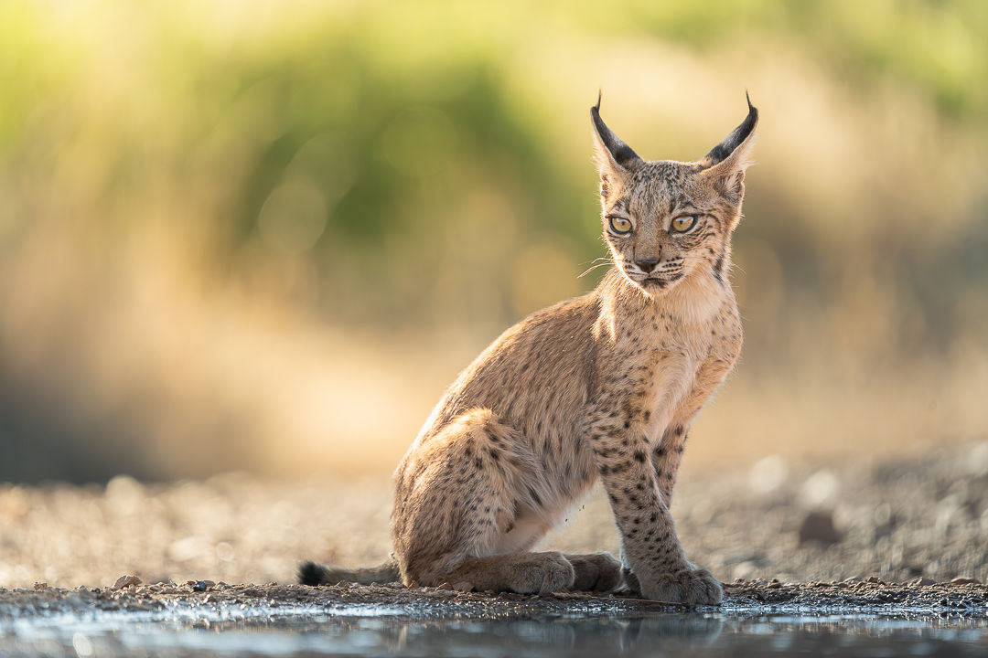 Born To Listen — wildlife photograph by Miguel Bellido, part of The Iberian Jewel