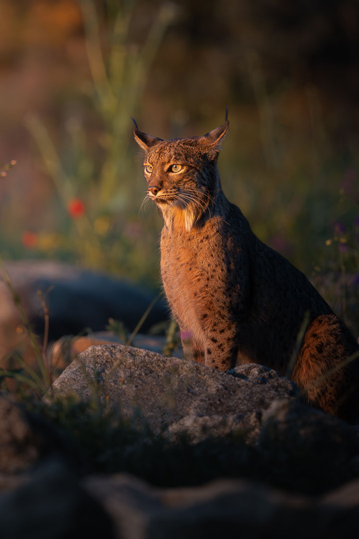 Crowned By Dawn — wildlife photograph by Miguel Bellido, part of The Iberian Jewel