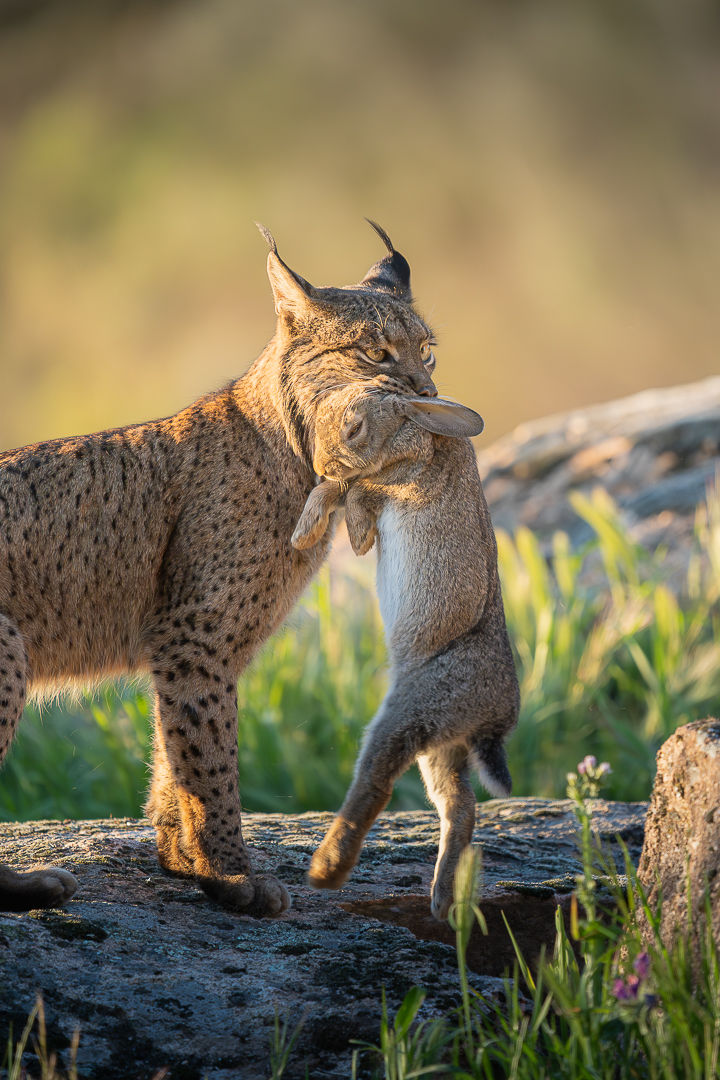 Life Finds A Way — wildlife photograph by Miguel Bellido, part of The Iberian Jewel