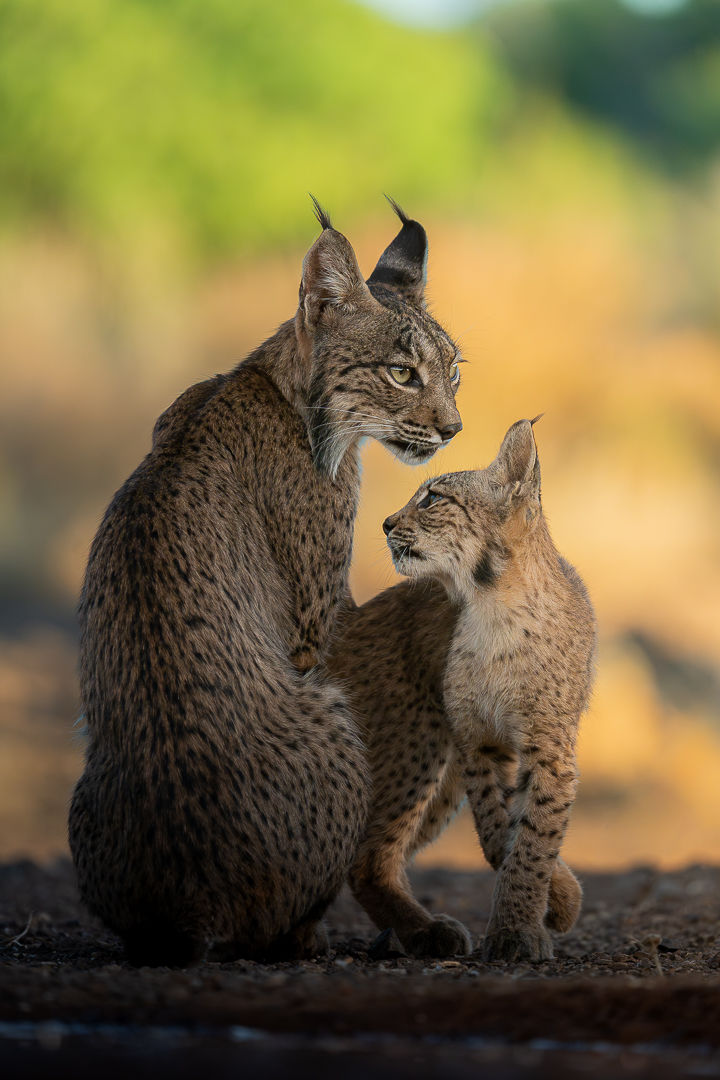 Looking Up To You — wildlife photograph by Miguel Bellido, part of The Iberian Jewel