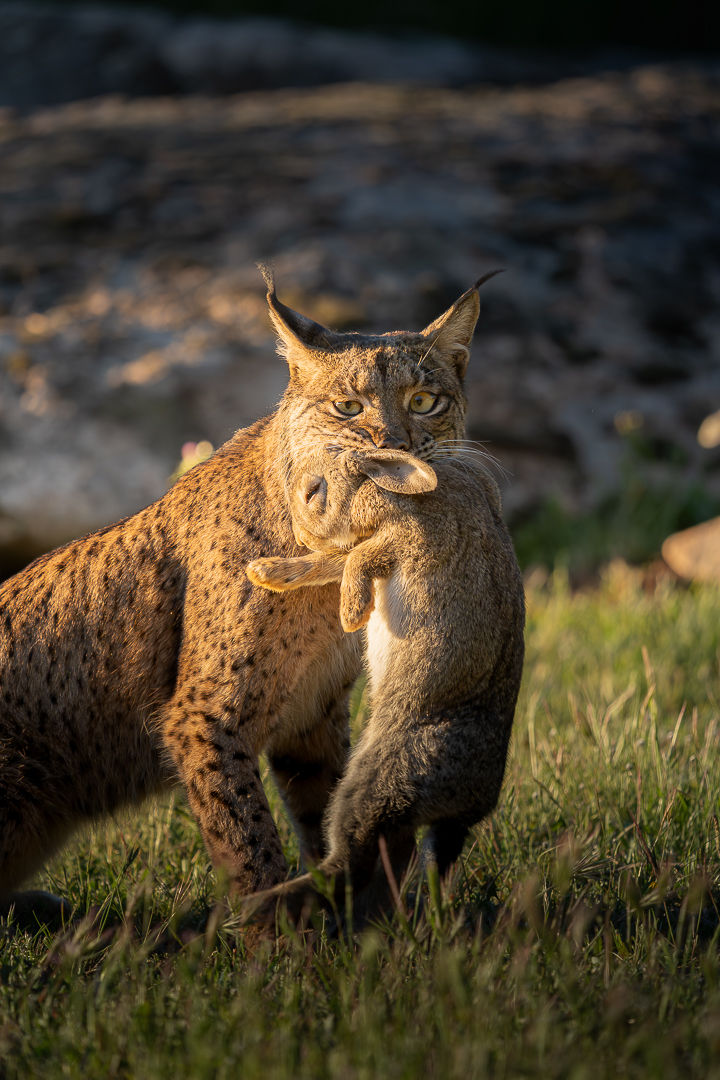 Nature's Law — wildlife photograph by Miguel Bellido, part of The Iberian Jewel