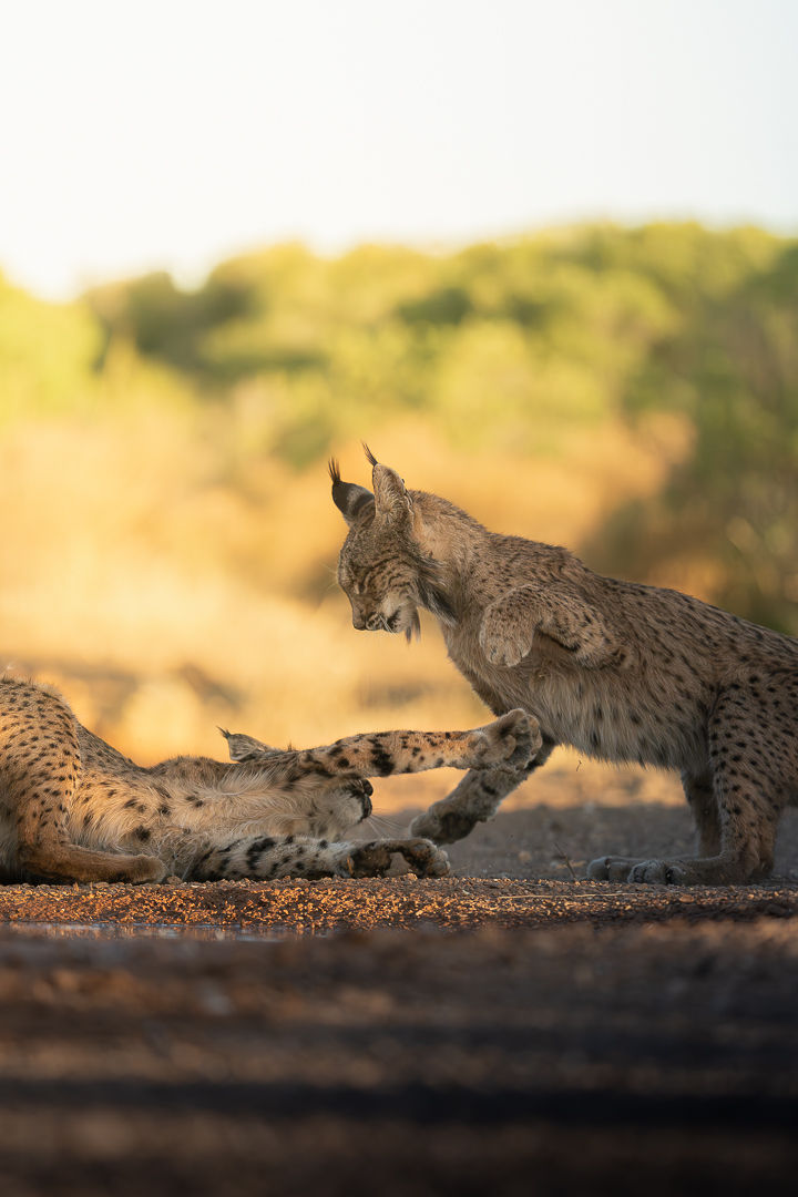 The Dance Of Rivals — wildlife photograph by Miguel Bellido, part of The Iberian Jewel