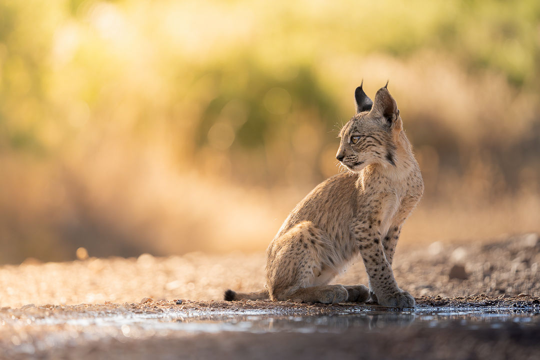 The First Instinct — wildlife photograph by Miguel Bellido, part of The Iberian Jewel