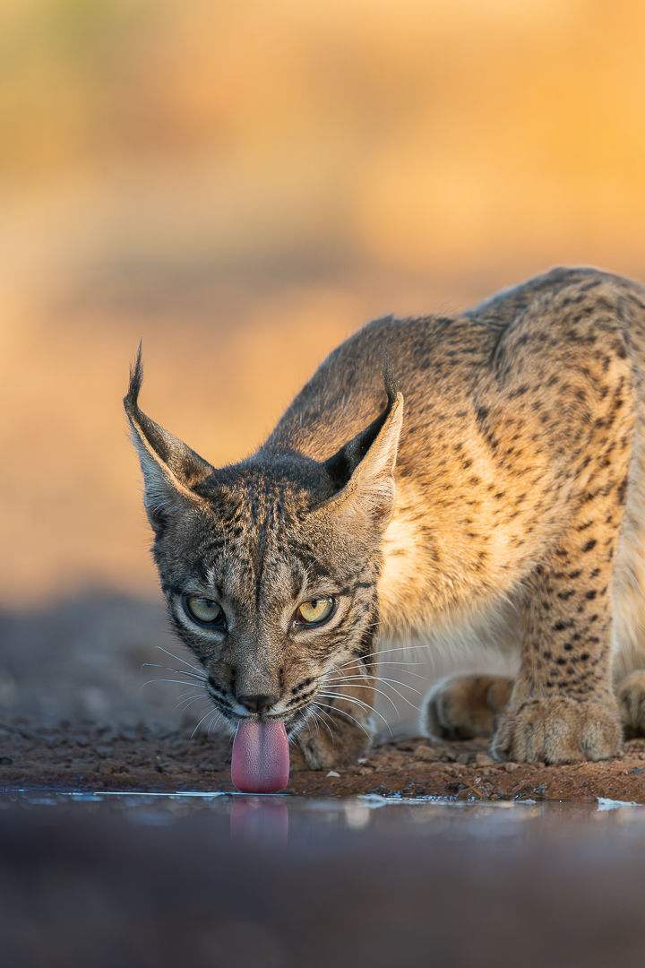 The Source — wildlife photograph by Miguel Bellido, part of The Iberian Jewel