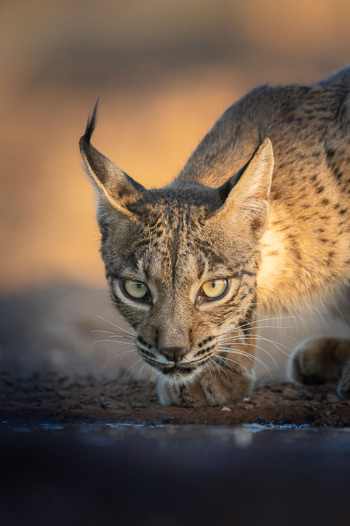 The Spirit Of Iberia — wildlife photograph by Miguel Bellido, part of The Iberian Jewel