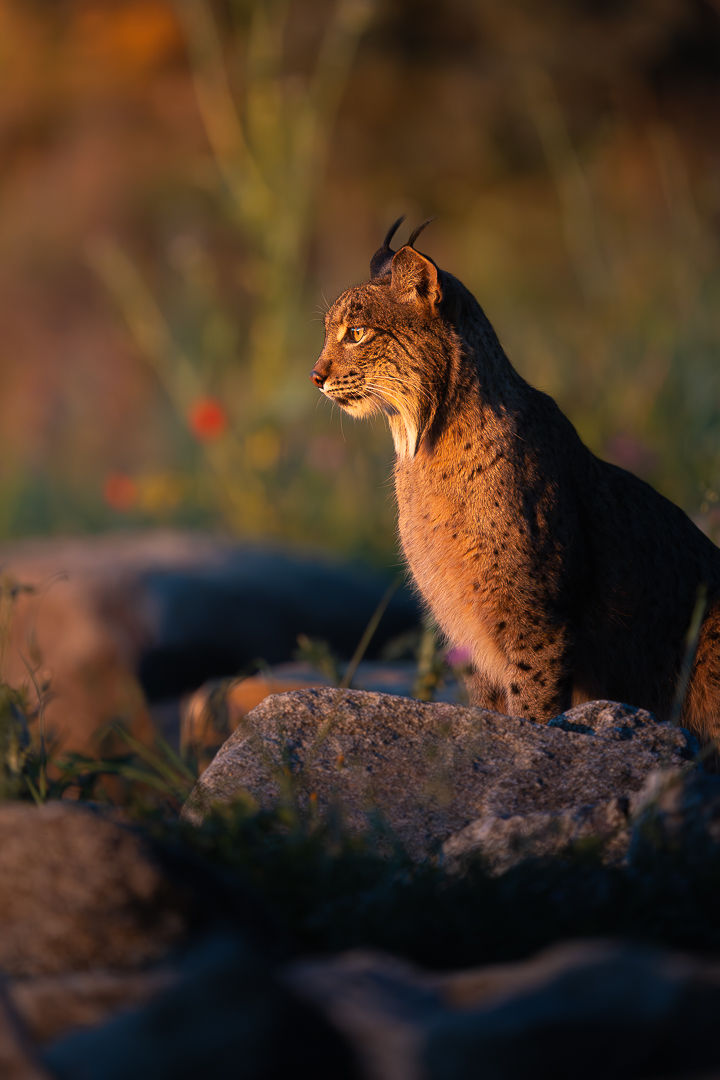When Light Finds Her — wildlife photograph by Miguel Bellido, part of The Iberian Jewel