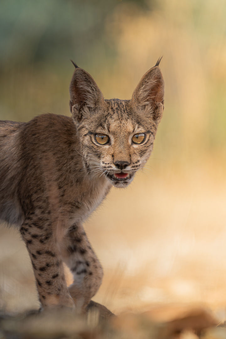 Where Curiosity Leads — wildlife photograph by Miguel Bellido, part of The Iberian Jewel