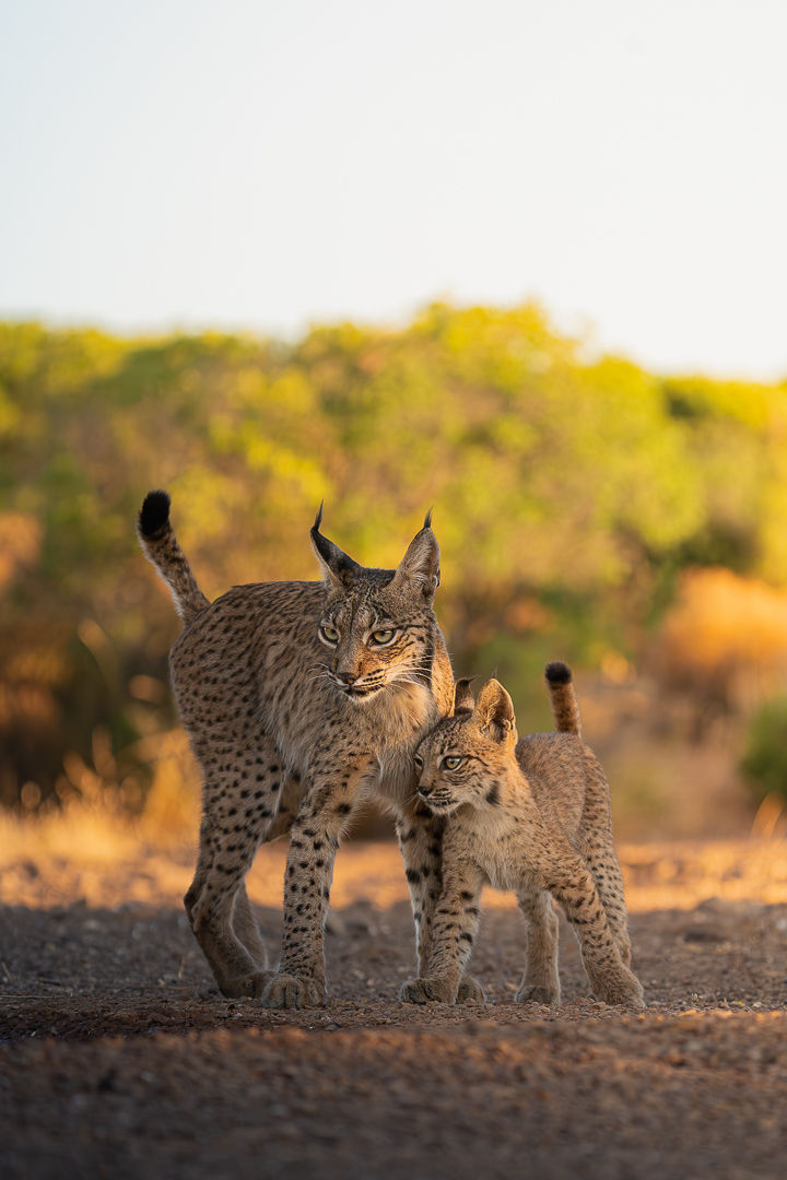 Where I Belong — wildlife photograph by Miguel Bellido, part of The Iberian Jewel