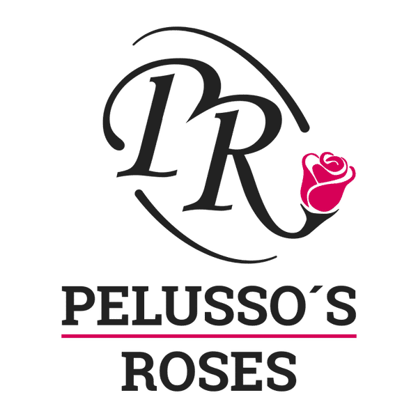 Pelusso's Roses