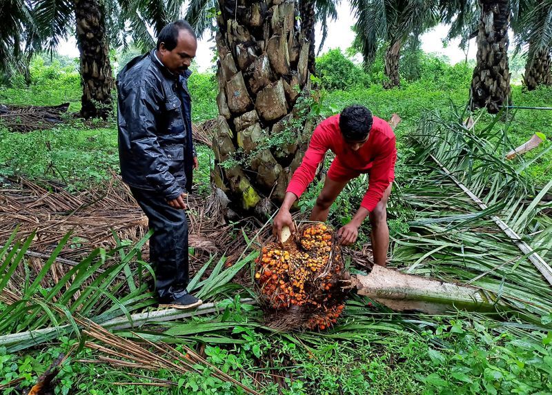 Perjalanan India Menuju Keamanan Pangan Bergantung Pada Budidaya Minyak Kelapa Sawit