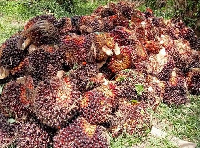 Pemerintah Thailand Akan Menyelidiki Penurunan Harga Kelapa Sawit Di Selatan