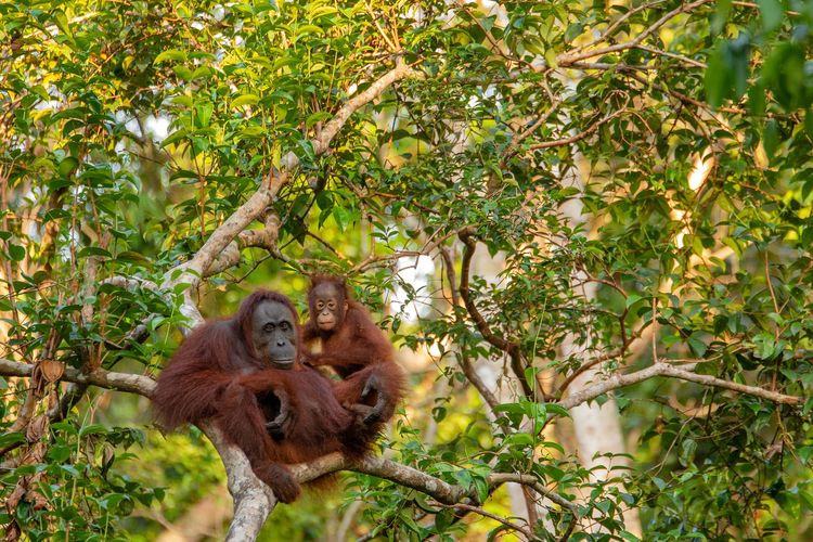 Malaysia Merencanakan 'Diplomasi Orangutan' Di Lapangan Kelapa Sawit