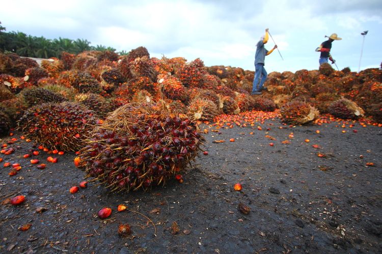 Indonesia Dan Malaysia: Minyak Sawit Di Bawah Tekanan Dari Produk Pengganti Dan Peraturan Deforestasi UE