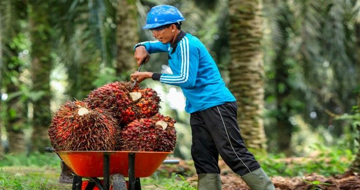 Pemerintah mengumumkan rencana untuk memangkas impor kelapa sawit sebesar $ 2 miliar