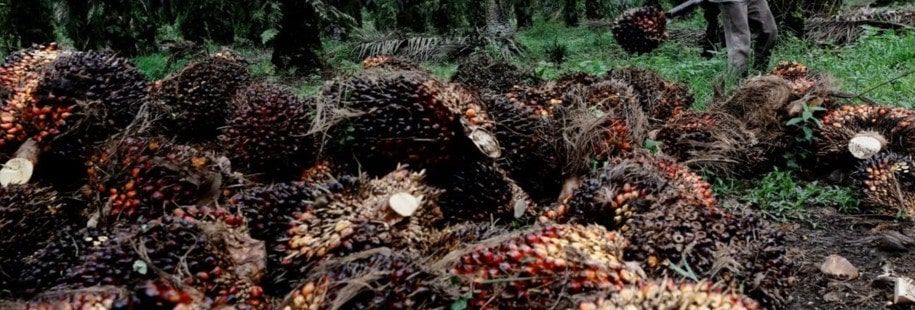 Peluncuran biofuel B50 Indonesia menghadapi ketidakpastian di tengah kesulitan pasokan minyak sawit