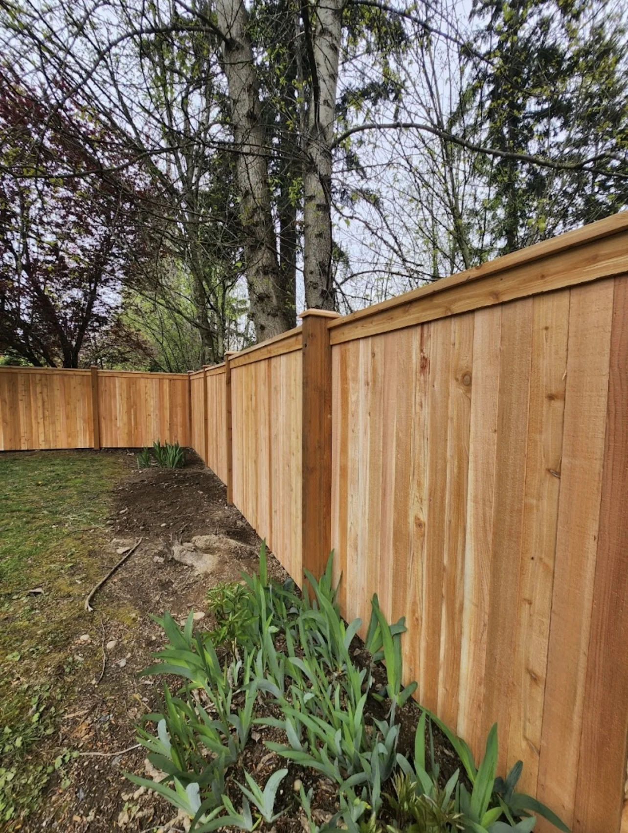 Modified full panel cedar fence run showing top cap and side trim by MyFence.com