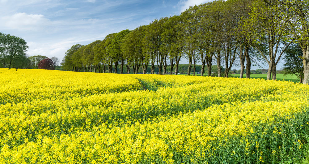 Schleswig-Holstein